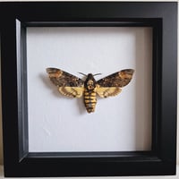 Framed - Death's-Head Hawkmoth VII