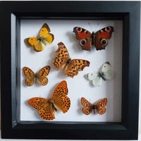 Framed - Vintage British Butterfly Medley