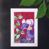 Image 1 of Iris rouge et violet