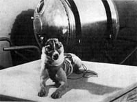 Image 4 of Laika the Little Lemon Sticker