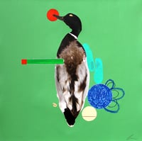 Image 1 of Mallard (Paddling)