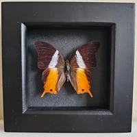 Framed - Violet Banded Palla Butterfly