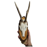 Image 2 of Vintage Wood Mounted Roe Deer Antlers H