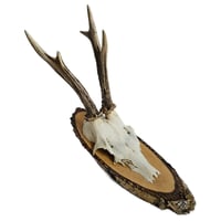 Image 1 of Vintage Wood Mounted Roe Deer Antlers H