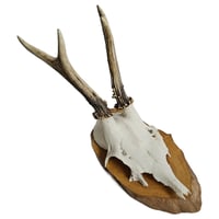 Image 1 of  Vintage Wood Mounted Roe Deer Antlers E