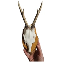 Image 2 of  Vintage Wood Mounted Roe Deer Antlers E