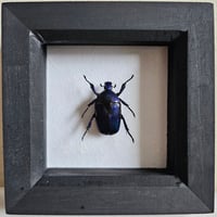 Image 1 of Framed - Blue Flammea Flower Beetle