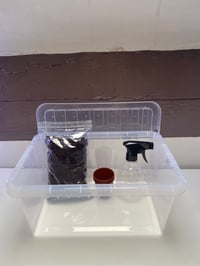 Image 3 of Giant African Land Snail Enclosure 11L