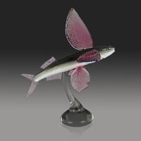 Image 2 of Glider FLying Fish