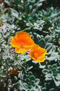 Image 1 of two poppies