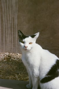 Image 1 of friendly cat