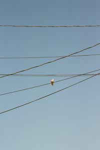 powerline bird