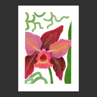 Image 1 of Orchidée mauve