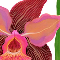 Image 2 of Orchidée mauve