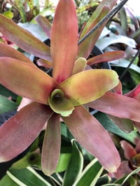 Image 2 of Neoregelia carolina variegated "fireball"