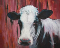 Holstein cow 