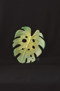 Image 1 of Monstera plant dish