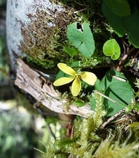 Image 2 of Stream Violet : Viola glabella