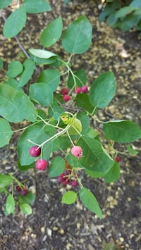 Image 2 of Serviceberry : Amelanchier alnifolia
