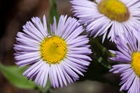 Image 1 of Showy fleabane : Erigeron speciosus