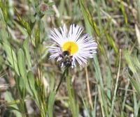 Image 2 of Showy fleabane : Erigeron speciosus