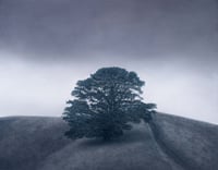 Image 1 of Ascending
