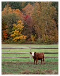 PRINT: AUTUMN VERMONT COW