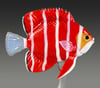 Peppermint Angelfish