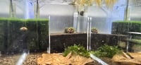 Image 4 of (1 Left!) Under Gravel Filter Box