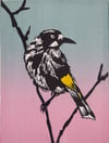 Original linocut of the Australian New Holland Honeyeater (5 left)