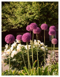 PRINT: PURPLE ONION FLOWERS IN NORWICH, VERMONT