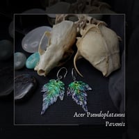 Image 1 of ☽ Acer Pavonis ☾