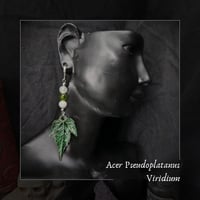 Image 1 of ☽ Acer Viridium ☾