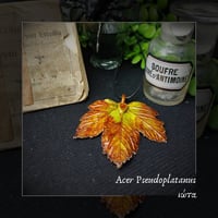 Image 1 of ☽ Acer Pseudoplatanus ☾