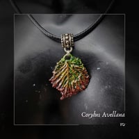 Image 7 of ☽ Corylus Avellana ☾
