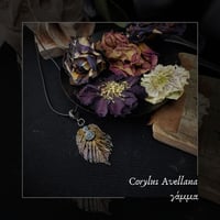 Image 1 of ☽ Corylus Avellana ☾