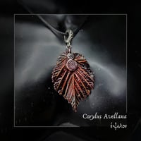 Image 3 of ☽ Corylus Avellana ☾