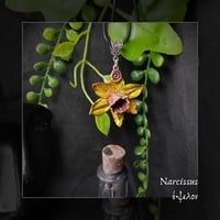 Image 1 of ☽ Narcissus ☾