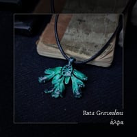 Image 1 of ☽ Ruta Graveolens ☾
