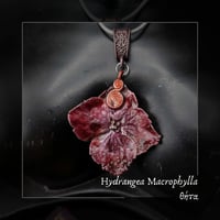 Image 3 of ☽ Hydrangea Macrophylla ☾