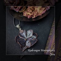 Image 1 of ☽ Hydrangea Macrophylla ☾