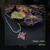 Image 1 of ☽ Hedera Helix ☾