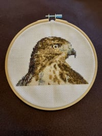 Red-Tailed Hawk