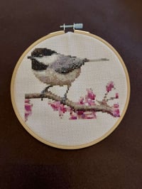 Black-Capped Chickadee