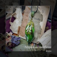 Image 1 of ☽ Polygonatum Multiflorum ☾