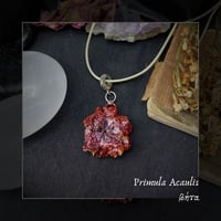 Image 1 of ☽ Primula Acaulis ☾