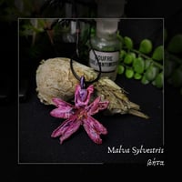 Image 1 of ☽ Malva Sylvestris ☾