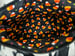 Image of Halloween Alien Zipper Pouch