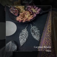 Image 1 of ☽ Carpinus Nero ☾