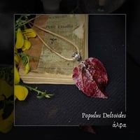 Image 1 of ☽ Populus Deltoides ☾